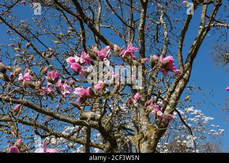 Fleurs de printemps rose vif sur un magnolia à feuilles caduques (Magnolia sprengeri) qui pousse dans un jardin de campagne à Rural Devon, Angleterre, Royaume-Uni Banque D'Images