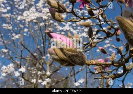 Fleurs de printemps rose vif sur un magnolia à feuilles caduques (Magnolia sprengeri) qui pousse dans un jardin de campagne à Rural Devon, Angleterre, Royaume-Uni Banque D'Images