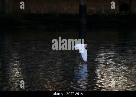 Grand aigreet de l'est (héron blanc) volant au-dessus de l'eau au coucher du soleil. Banque D'Images