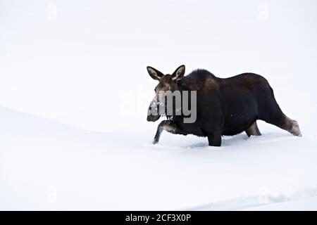 orignal de vache dans la neige Banque D'Images