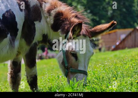 Gros plan sur le pâturage de l'âne brun-blanc dans le Meadow dans le parc agricole tchèque. Tête d'Asinus bicolore pendant la Sunny Day. Banque D'Images