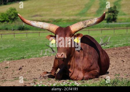 Ankole-Watusi s'est couché dans le parc agricole tchèque pendant la Sunny Day. Gros plan de la race américaine de bovins domestiques qui sont considérés aussi comme des bovins de rois Banque D'Images