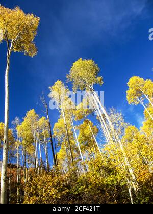 Qucking Aspen, Populus tremuloides, clones, pendant l'automne quand il laisse change en jaune vif, contre un ciel bleu vif Banque D'Images