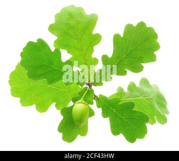 Branche de chêne avec feuilles et corne isolée sur blanc arrière-plan Banque D'Images