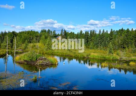 Vue d'ensemble d'un étang de castors actif près de Hinton Alberta Canada. Banque D'Images