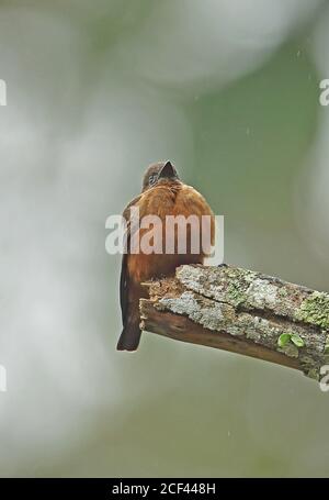Cliff Flycatcher (Hirundinea ferruginea bellicosa) adulte perché sur une branche cassée dans la forêt tropicale de l'Atlantique, Brésil juin Banque D'Images