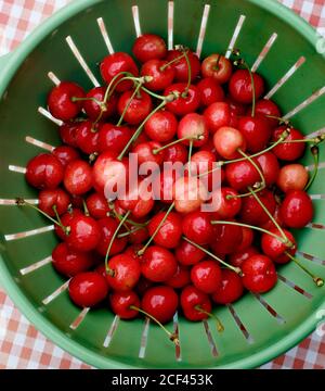 Prunus avium, communément appelé cerisier sauvage, cerisier doux, ou gean, est une espèce de cerisier, une plante à fleurs de la famille des roses, les Rosaceae. Photo Jeppe Gustafsson Banque D'Images