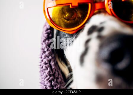 Joli chien dans des verres d'halloween sous une couverture chaude Banque D'Images