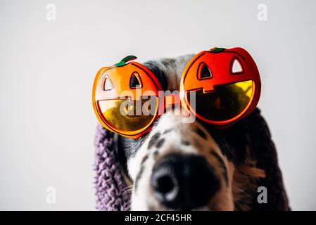 Joli chien dans des verres d'halloween sous une couverture chaude Banque D'Images