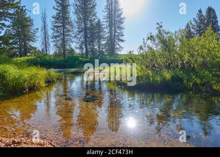 Eaux claires du ruisseau Johnson dans la forêt nationale Sawtooth. Banque D'Images