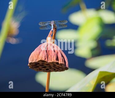 Belle libellule dasher bleue, Pachydipax longipennis, perchée sur la plantule séchée d'un lotus, Nelumbo, dans un étang de nénuphars. Banque D'Images