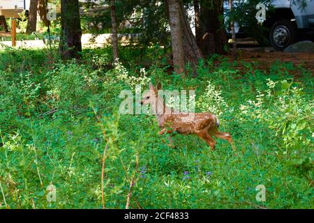 Bébé fauve marchant dans de grandes herbes au parc national de Ponderosa, McCall Idaho. Banque D'Images