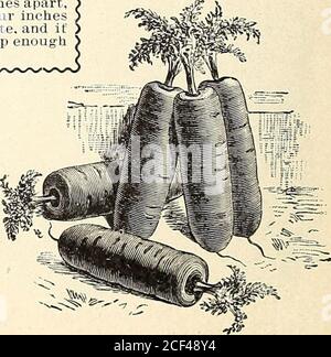 . Des grains vrais et fiables. ^^arly Horn.—Stump enraciné;second dans la taille; l'un des forçage les plus populaires et tôt à l'extérieur semis.chair orange profonde ; grain fin; petit sommet. Paquet, 5c. ; 4 lb., 20c. ; lb., 50c ^Half Liong Scarlet Nantes.— Tops de taille moyenne; racines cylindriques,.lisse, orange vif ; chair orange, devenant jaune au centre, mais avec noyau nodistinct ; de la meilleure qualité, etone des plus symétriques et main-quelques-unes des variétés de taille moyenne ; excellent-prêté pour le marché ou la maison jardin.paquet, 5c.; X 1^, 20c.; lb., 60c.. Scarlet semi-long Nantes. Riiantenav ou modèle Carrot.—pour Banque D'Images