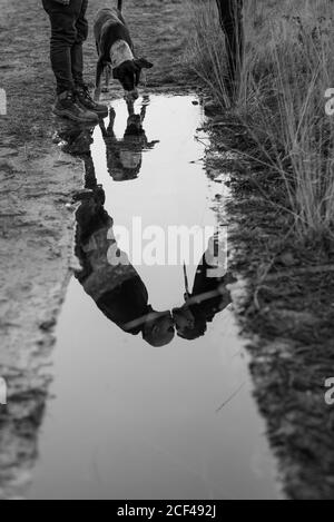 Claque d'eau noir et blanc avec reflet de couple embrassant sur la route près du chien Banque D'Images