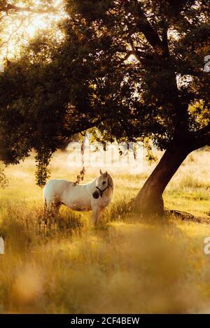 Vue latérale de cheval blanc bien entretenu sur le pâturage de campagne à côté arbre verdoyant en plein jour Banque D'Images