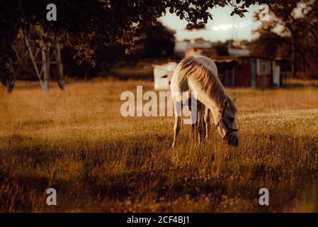 Vue latérale de cheval blanc bien entretenu sur le pâturage de campagne à côté arbre verdoyant en plein jour Banque D'Images