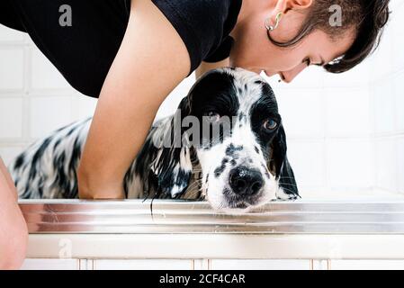 Femme lavant le chien de l'anglais dans la baignoire dans la salle de bains lumineuse Banque D'Images