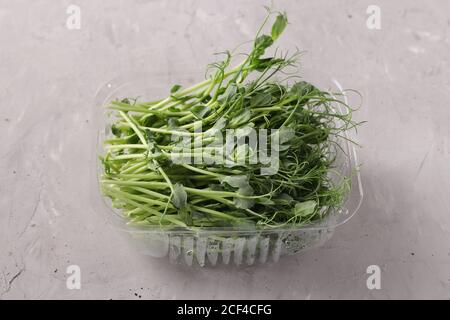 Peas Microgreen est situé dans un récipient en plastique sur fond gris, gros plan Banque D'Images