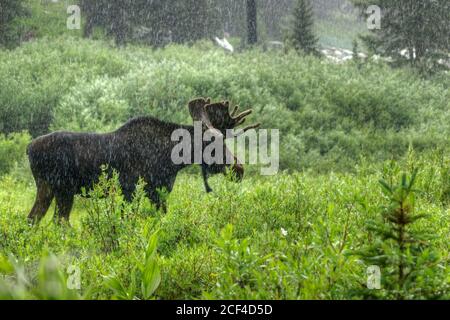 bull orignal sous la pluie Banque D'Images