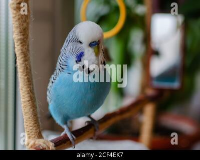 petit garçon bleu oiseau peluche animal joueur, animal gros plan Banque D'Images