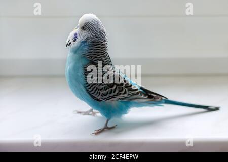 petit garçon bleu oiseau peluche animal joueur, animal gros plan Banque D'Images