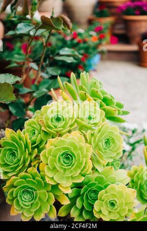 Vue rapprochée des succulents pots à l'intérieur d'un beau jardin Banque D'Images