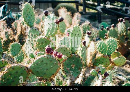 Vue rapprochée du cactus qui pousse dans la nature Banque D'Images