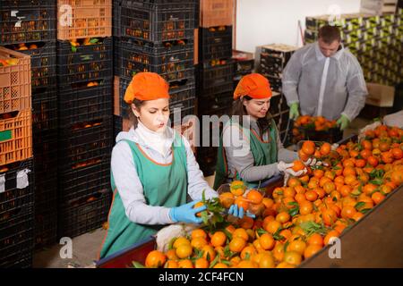 Les jeunes travailleurs trient les mandarines sur la ligne de tri de production à entrepôt de fruits Banque D'Images