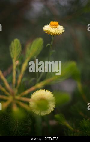 Fleur sauvage d'Australie Helichrysum bracteatum Xerochrysum Fleur jaune d'or éternelle Orange Royal Botanical Gardens à Kew, Richmond Londres Banque D'Images