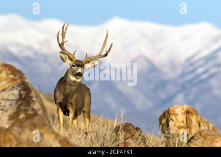 buck de cerf mulet dans les montagnes Banque D'Images