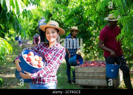 Portrait de jeune femme péruvienne souriante agriculteur avec seau de pêches mûres fraîchement récoltées dans un jardin de fruits Banque D'Images