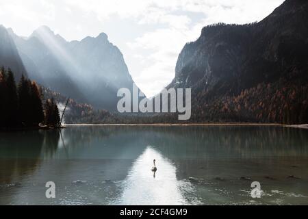 Paysage de cygnes blancs nageant dans le lac turquoise parmi les pins Forêt avec de puissantes montagnes des Dolomites en arrière-plan par beau temps Banque D'Images