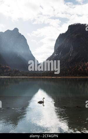 Paysage de cygnes blancs nageant dans le lac turquoise parmi les pins Forêt avec de puissantes montagnes des Dolomites en arrière-plan par beau temps Banque D'Images