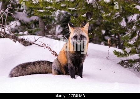 Traversez Fox dans la neige Banque D'Images