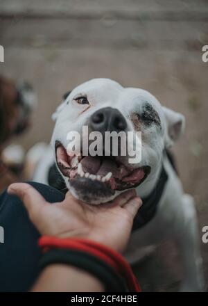 Terrier Staffordshire excité avec bouche ouverte appréciant le temps de passer des soins avec le propriétaire qui s'est fait un animal dans la rue en regardant l'appareil photo Banque D'Images