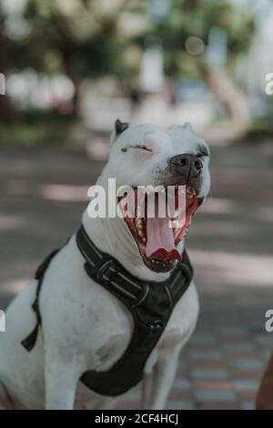 Chien fatigué Staffordshire dans le harnais avec la bouche ouverte bâillant les dépenses le temps de s'asseoir au sol dans la rue Banque D'Images