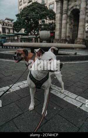 Boxer chien marchant avec Staffordshire terrier dans la rue Banque D'Images