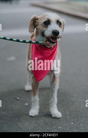 Adorable chien mixte aux yeux différents et à la laisse bandana avec une bouche ouverte dans la rue Banque D'Images