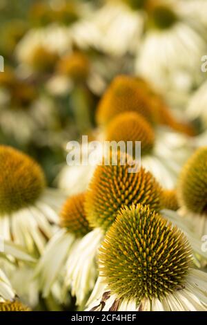 Echinacea Purpurea 'White', gros plan résumé portrait de fleurs naturelles Banque D'Images