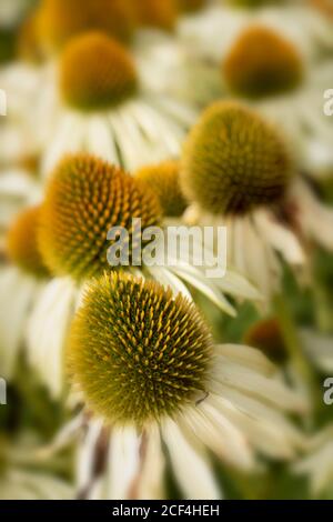 Echinacea Purpurea 'White', gros plan résumé portrait de fleurs naturelles Banque D'Images