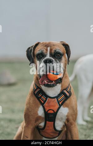 Chien sympathique jouant avec le ballon dans la rue Banque D'Images