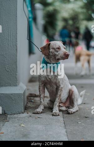 Chien mixte sérieux marchant dans la rue Banque D'Images