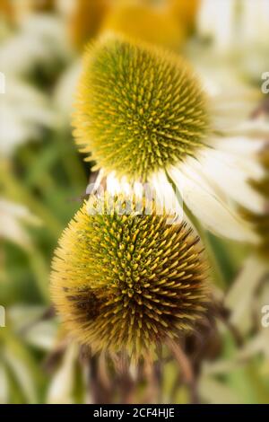 Echinacea Purpurea 'White', gros plan résumé portrait de fleurs naturelles Banque D'Images