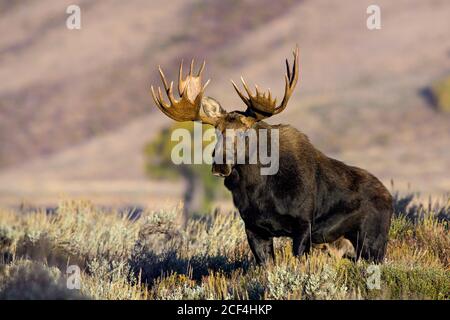 bull orignal posant Banque D'Images