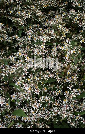 Eurybia divaricate (Aster de bois blanc) fleurs en gros plan, nature naturel portrait de fleurs Banque D'Images