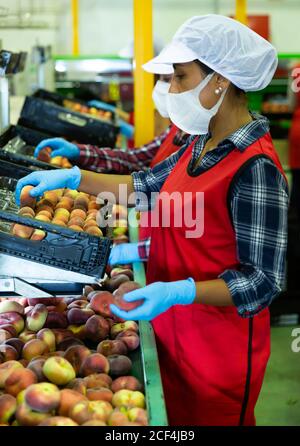 Les femmes confiantes portant des masques jetables travaillent sur la ligne de tri à l'usine de production industrielle de fruits, en vérifiant la qualité des pêches Banque D'Images