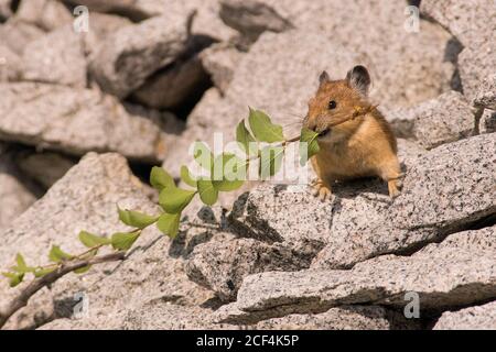 Pika Banque D'Images