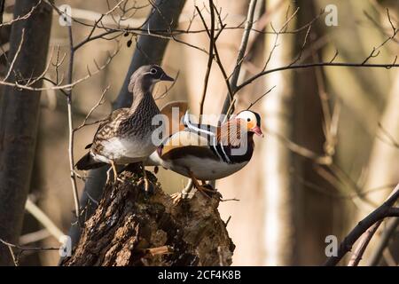 Canards mandarin Aix galericulata Homme et Femme perchés dans un arbre Banque D'Images