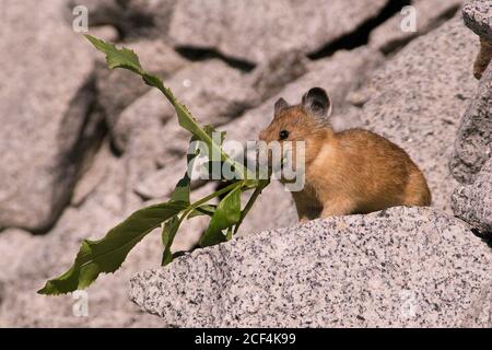 Pika Banque D'Images