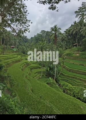 Vue sur les magnifiques terrasses de riz de Tegalalang par une journée nuageux à Bali, en Indonésie Banque D'Images